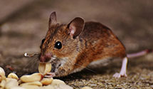 24 Hour & Emergency Exterminators in Oakwood, VA